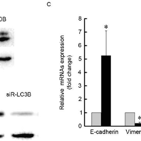 Lc Bknockdown Impairs The Epithelialmesenchymal Transition Process In