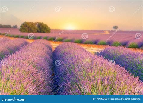 Sunrise Over Lavender Fields in Provence, Southern France Stock Photo ...