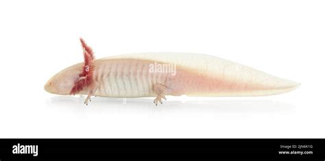 Side View Of White Axolotl Aka Ambystoma Mexicanum Laying On Surface