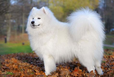 The BEST Fluffy Dog Breeds – Small and Big Furry Dogs | PawLeaks