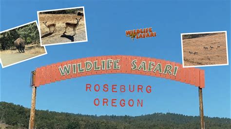 Wildlife Safari Roseburg Oregon Youtube