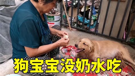 狗妈妈生下狗崽却没奶水，饿的小奶狗哇哇哭，婆婆也犯了愁直叹息 Youtube