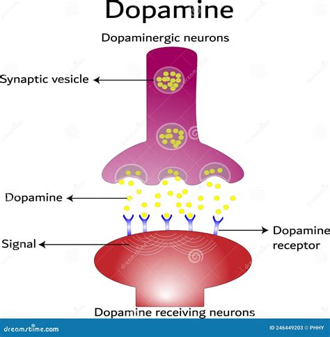 Dopamine Receptors