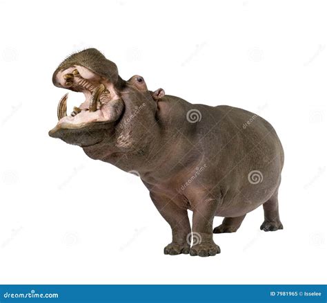 Hippopotamus Hippopotamus Amphibius 30 Years Stock Image Image