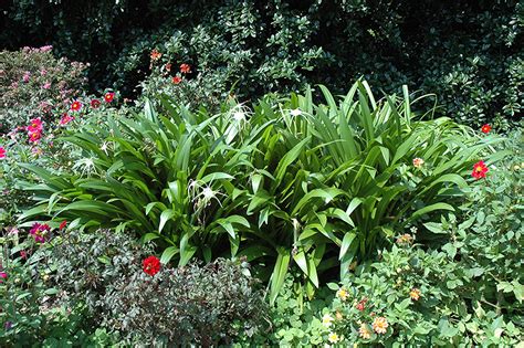 Tropical Giant Spider Lily Hymenocallis Tropical Giant In