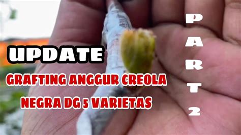 Grafting Anggur Creola Negra Dg Lima Varietas Anggur Import Part2 YouTube