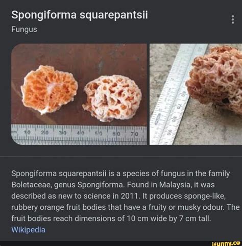 spongiforma squarepantsii fungus spongiforma squarepantsii   species
