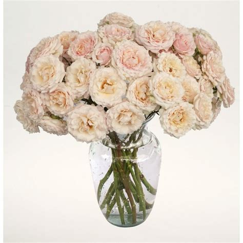 Wedding Rosever Spray Roses Garden Roses Direct