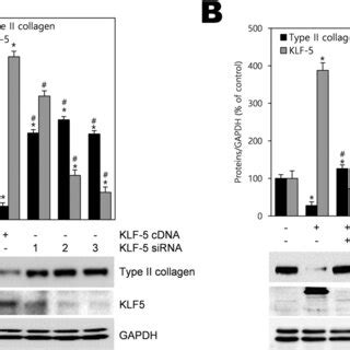 Knockdown Of Klf With Sirna Increases Type Ii Collagen Expression A