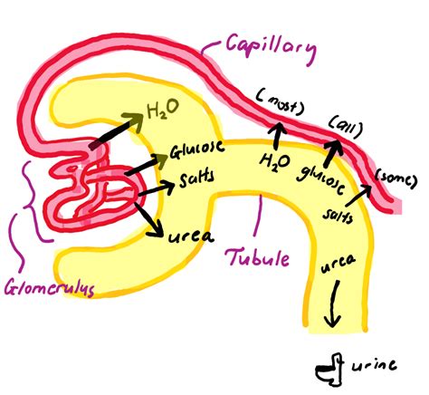 IGCSE Biology: Human Excretion Diagram | Quizlet