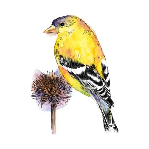 Goldfinch Clip Art Illustrations Royalty Free Vector Graphics And Clip