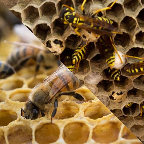 Honey Bee Nest vs. Wasp Nests: How to Spot the Difference - Mega Bee