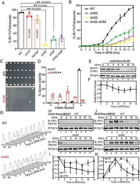 Slx5pSlx8p Is The Key STUbL To Regulate Meiosis A Functional