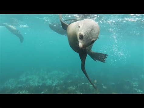 Relaxing Ocean Sounds Sea Lions Orca Whales Dolphins Fall Asleep