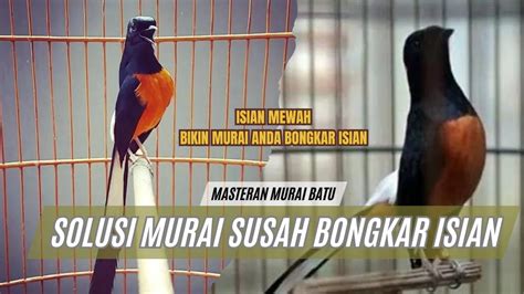 Masteran Murai Batu Full Isian Mewah Sangat Cocok Untuk Murai Yang