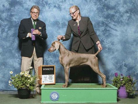 Weimaraner Puppies For Sale