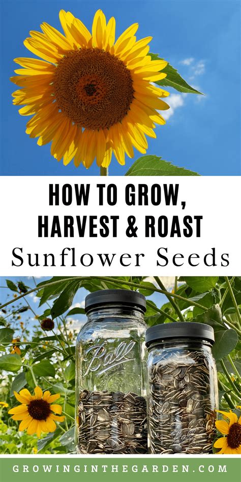 How To Grow Harvest And Roast Edible Sunflower Seeds Artofit