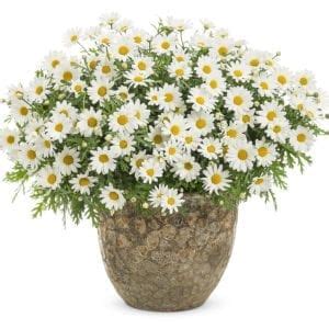 Pure White Butterfly Argyranthemum Order Online