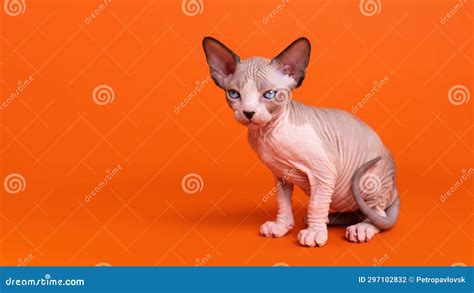 Portrait Of Sphynx Hairless Cat Of Seal Mink And White Color Sitting On