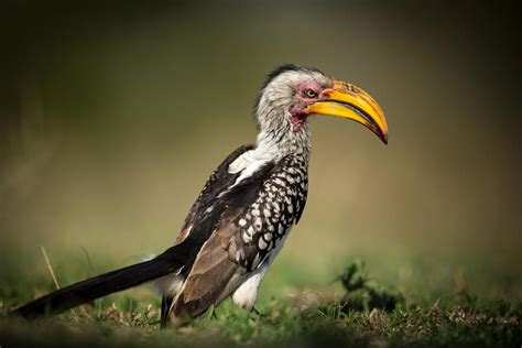 Yellow Billed Hornbill R Picsofunusualbirds