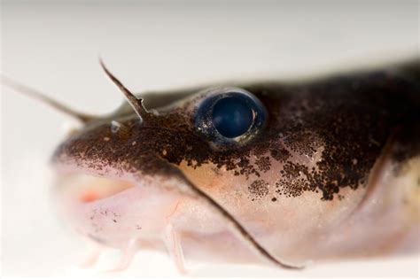 Species Extinction Happening 1,000 Times Faster Because of Humans