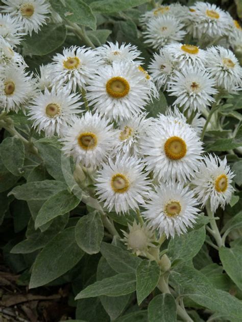 Coronidium Elatum White Paper Daisy Tall Everlasting Information