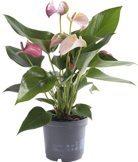 Kamerplant Van Botanicly Flamingoplant Hoogte Cm Anthurium