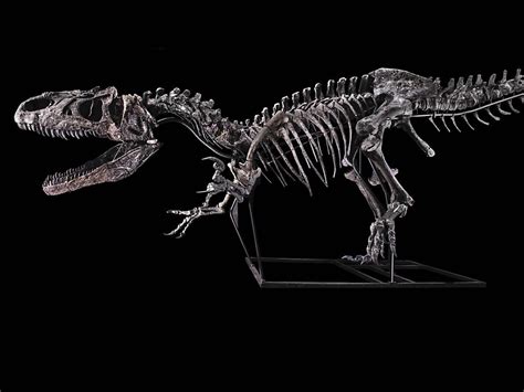 Un Dinosauro Da Record Raro Scheletro Del Nonno Del T Rex Di