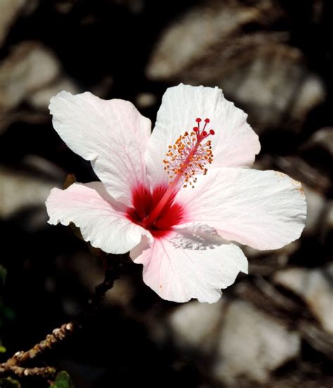 White Hibiscus Of Simons Town South Africa White Hibiscus Beautiful