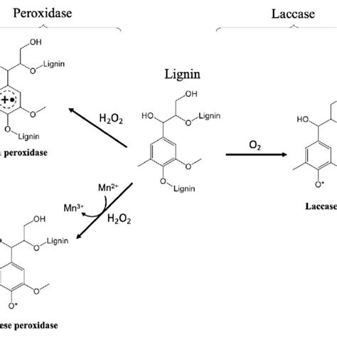 PDF Valorization Of Lignin And Its Derivatives Using Yeast