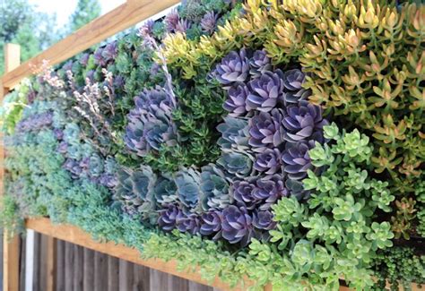 Custom Living Wall - Succulent Swirl – Planted Places. #succulent_wall ...