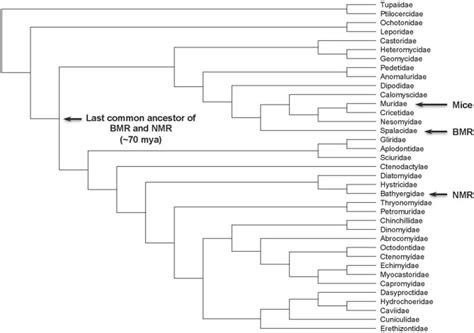 Rodent Phylogeny The Positions Of Naked Mole Rat Blind Mole Rat And