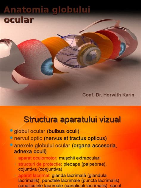 Anatomia OCHIULUI | PDF