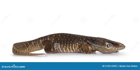 Young Savannah Monitor Lizard Royalty-Free Stock Photography ...