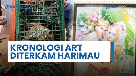 Kronologi Art Di Samarinda Yang Tewas Diterkam Harimau Peliharaan Milik