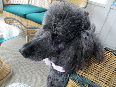 Always At My Side Standard Poodle Poodle Animals