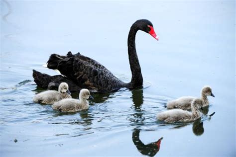 Discover The 8 Beautiful Types Of Swans An In Depth Guide