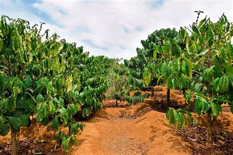 El Nombre Del Rbol Que Produce El Caf Caf Sinm S