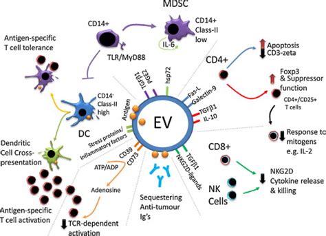 Extracellular vesicles as modulators of the cancer microenvironment ...