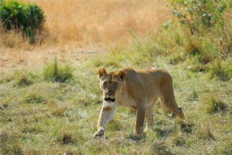 See A Lioness In Joburg Take A Pic And Send A Pin Says The NSPCA