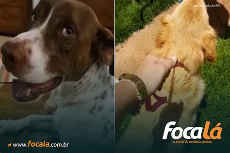 Dois Cachorros V Timas De Maus Tratos Conquistam Direito De Entrar Na