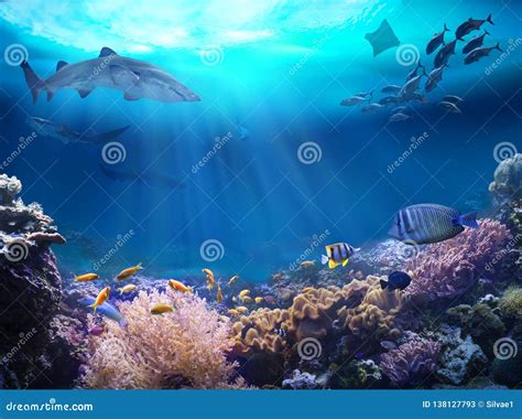 Ocean Life in a Coral Reef. Stock Image - Image of ocean, hawaii: 138127793