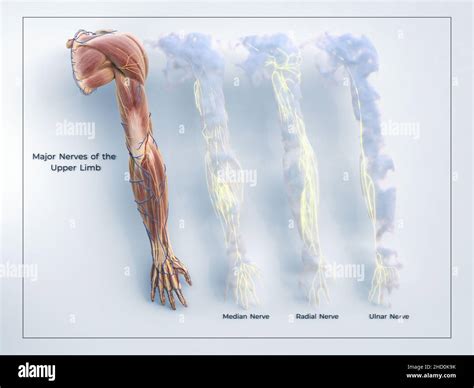 Mod Le De Distribution Des Nerfs Principaux Et Muscles Du Bras Du