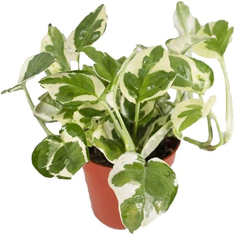 Glacier Pothos How To Maintain A Healthy Glacier Plant Potted Well