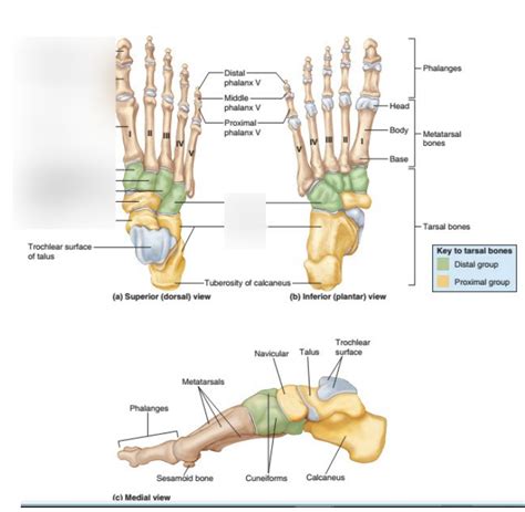 Diagram Of Foot Ankle Labelling Quizlet