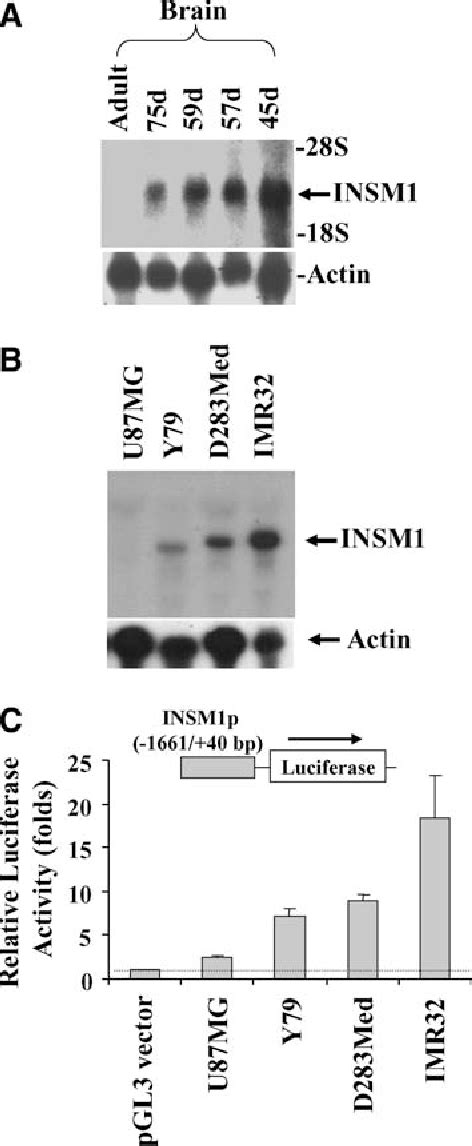 Figure From Insm Promoter Driven Adenoviral Herpes Simplex Virus