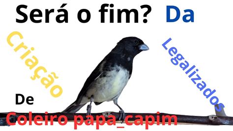 Fim Da Cria O Legalizada De Coleiro Papa Capim Youtube