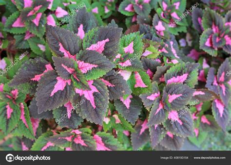 Hojas Coleus Plectranthus Scutellarioides Fondo Vegetal fotografía de