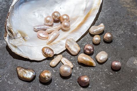 Muddy Waters The Battle To Save Japans Ailing Freshwater Pearl