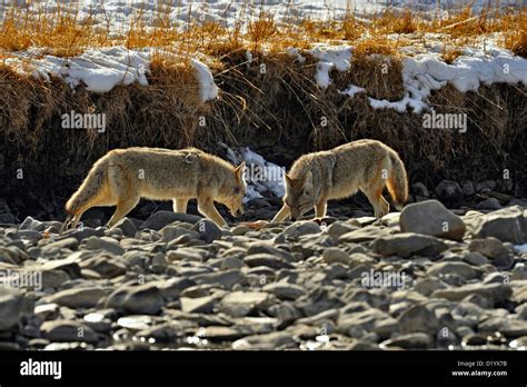 Coyote Canis Latrans Investigating Remains Of Wolf Kill In Gardner